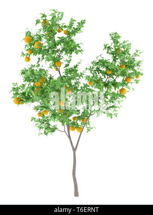 Orange Tree mit Orangen auf weißem Hintergrund Stockfoto