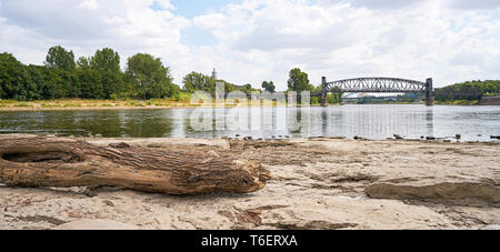 Baumstamm auf dem Cathedral-Rock in Magdeburg. Stockfoto