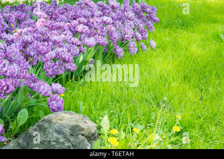 Lila Tulpen im Green Park Stockfoto