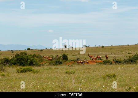 Gruppe von Kudus Grenzweidegang zwischen den Büschen Stockfoto