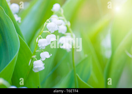 Weiße Blumen Lilie des Tales Stockfoto