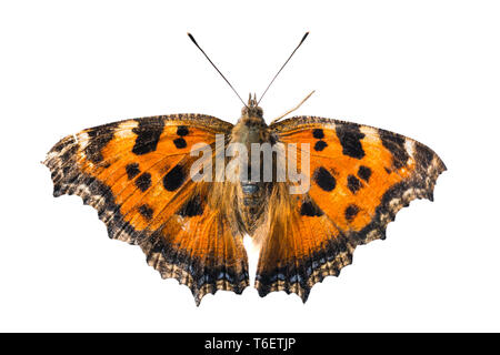 Schmetterling gelb legged Schildpatt Stockfoto