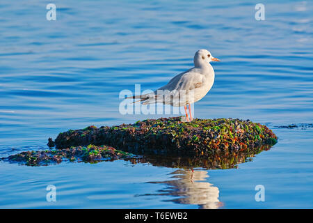 Seagul auf dem Stein Stockfoto