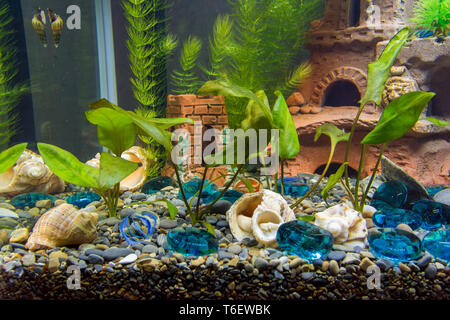 Neu Sträucher des cryptocoryn in einem neuen Aquarium gepflanzt Stockfoto