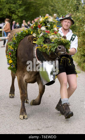 Traditionelle und jährliche Fahren auf eine Herde von Kühen mit Hirten in traditioneller Kleidung zu stabilen, Bayern, Deutschland Stockfoto