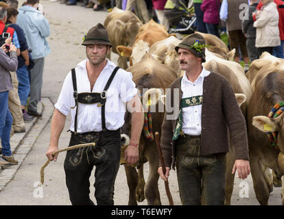 Traditionelle und jährliche Fahren auf eine Herde von Kühen mit Hirten in traditioneller Kleidung zu stabilen, Bayern, Deutschland Stockfoto