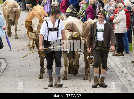 Traditionelle und jährliche Fahren auf eine Herde von Kühen mit Hirten in traditioneller Kleidung zu stabilen, Bayern, Deutschland Stockfoto