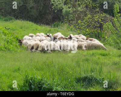 Herde von Schafen und Ziegen grasen von üppiger Frühling Gras und Blumen umgeben, an einem sonnigen Tag Stockfoto