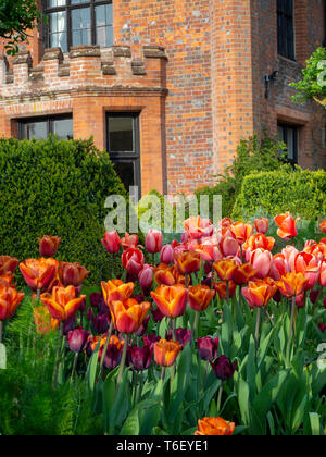 Chenies Manor House und Gärten im April zeigen bunte Tulpen Grenzen. Portrait Aspekt der Chenies Manor House in der Sonne mit tulip Grenzen. Stockfoto