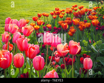 Chenies Manor Gardens, Bucks im April; sonnige tulip Grenze mit Schattierungen von rosa, orange und Carmine; ein lebendiges Spiel aus Farbe bei schönem Wetter. Stockfoto