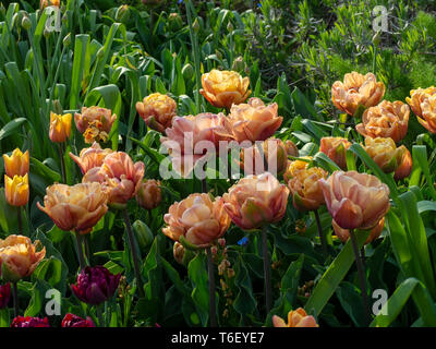 Chenies Manor Gardens im April details Tulipa La Belle Epoque, Pastell rosa Tulpen en masse. Stockfoto