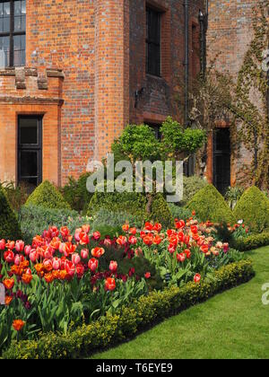 Hochformat von chenies Manor House und Gärten im April zeigen bunte Tulpen Grenzen im Sonnenschein. Stockfoto