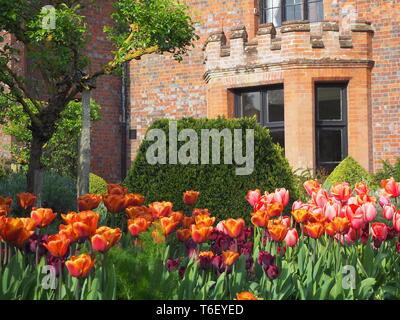Chenies Manor House und Gärten im April zeigen bunte Tulpen Grenzen framing das Haus und Erker.. Stockfoto