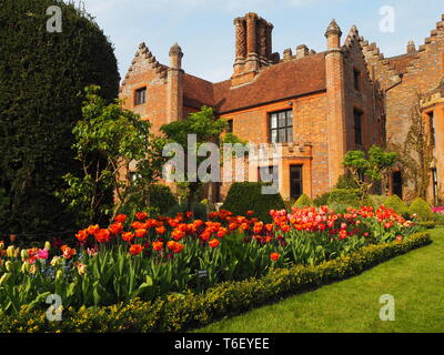 Chenies Manor House und Gärten im April zeigen bunte Tulpen Grenzen in voller Blüte, Rasen und Formgehölze. Stockfoto