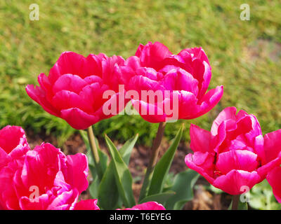 Nahaufnahme von Tulipa 'Königin von Marvel', hell rosa, kirschrot Frühling Blumenzwiebeln an chenies Manor Gardens im April. Stockfoto