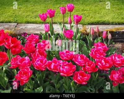 Shocking pink tulip Grenzen Chenies Manor im April.; Masse Anpflanzung von Tulip Sorten in Topform in einem schön gestalteten Sunken Garden. Stockfoto