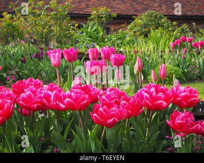 Shocking pink tulip Grenzen Chenies Manor im April.; Masse Anpflanzung von Tulip Sorten in Topform in einem schön gestalteten Sunken Garden. Stockfoto