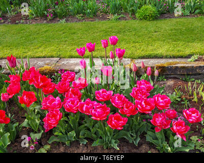 Shocking pink tulip Grenzen Chenies Manor im April.; Masse Anpflanzung von Tulip Sorten in Topform in einem schön gestalteten Sunken Garden. Stockfoto