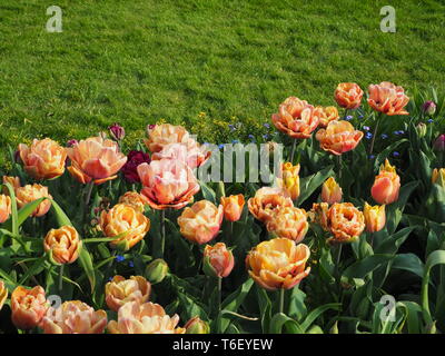 Chenies Manor Gardens im April mit Tulipa La Belle Epoque. Stockfoto