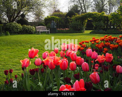 Chenies Manor Gardens im April auf der sonnigen Liegewiese durch bunte Tulpen und akebia Torbogen und Trellis gerahmt; somehere von der Statue zu sitzen. Stockfoto