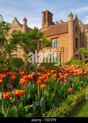 Chenies Manor House und Gärten im April zeigen bunte Tulpen Grenzen. Stockfoto