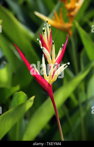 Hummer - Klauen, toucan Peak, wilden Bananen oder falsch Bird-of-Paradies Stockfoto