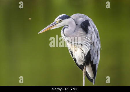 Graureiher (Ardea cinerea) Stockfoto