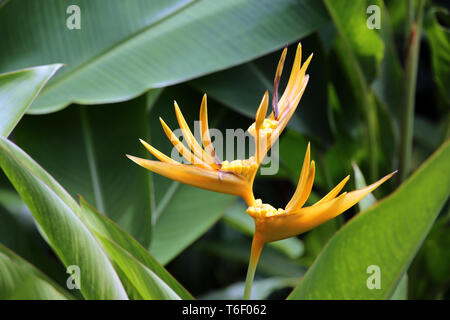 Hummer - Klauen, toucan Peak, wilden Bananen oder falsch Bird-of-Paradies Stockfoto