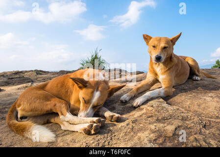 Zwei indische Pariah-Hunde auf dem Ella Rock Stockfoto