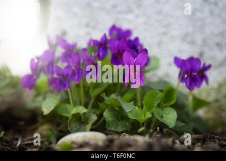 Duftendes Violett, Viola Odorata, Nahaufnahme Stockfoto