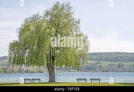 Hemmenhofen auf der Höri am Bodensee Stockfoto