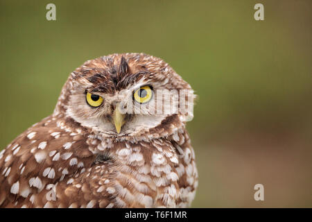 Nach Grabenden owl Athene cunicularia thront außerhalb der Höhle Stockfoto