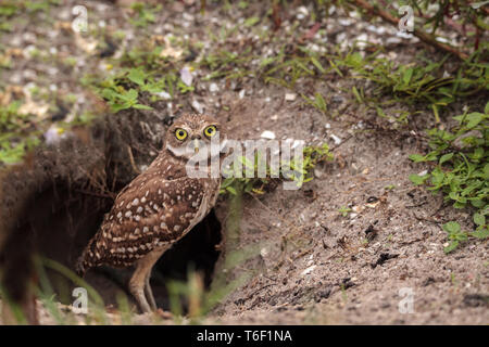 Baby Grabenden owl Athene cunicularia thront außerhalb der Höhle Stockfoto