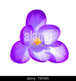 Makro Blume Crocus Stockfoto