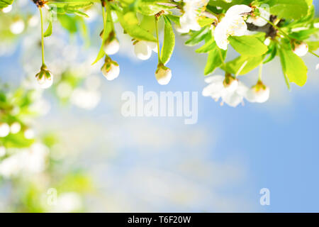 Weiße Blüten mit Knospen auf einer Blüte Kirschbaum Stockfoto