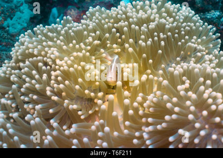 Orange Anemonenfisch in der Mitte eine gelbe Anemone, in die Kamera schaut. Unterwasser Schuß in Tulamben, Bali, Indonesien. Stockfoto