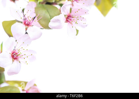 Pflaume Blüten auf Weiß isoliert Stockfoto