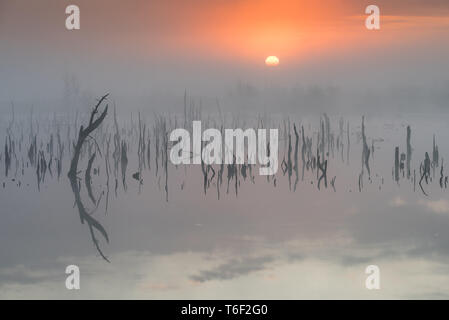 Marsh in Deutschland im Herbst Stockfoto