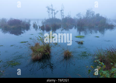 Marsh in Deutschland im Herbst Stockfoto