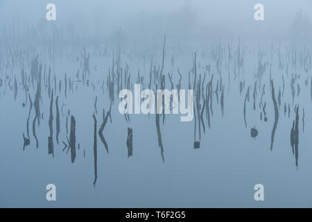 Marsh in Deutschland im Herbst Stockfoto