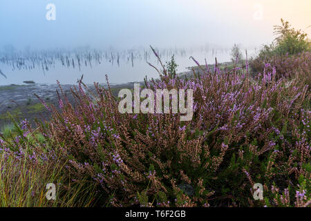 Marsh in Deutschland im Herbst Stockfoto