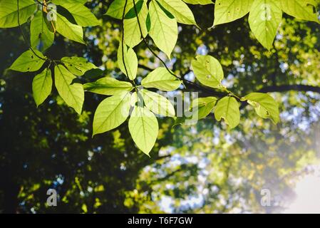 Helles Sonnenlicht durch grüne Blätter Stockfoto