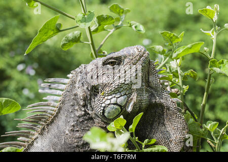 Iguana in grüne Blätter Dach, Südamerika, Ecuador. Stockfoto