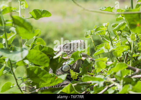 Iguana in grüne Blätter Dach, Südamerika, Ecuador. Stockfoto