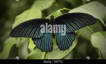 Großer Mormone Schmetterling Stockfoto