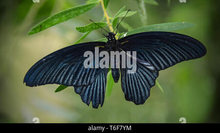 Männliche großer Mormone Schmetterling Stockfoto