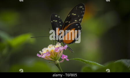 Heliconius Doris Schmetterling Stockfoto