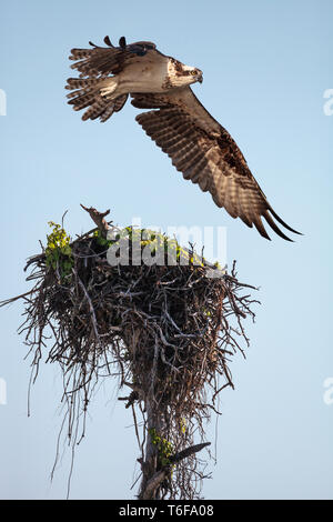 Osprey Raubvogel Pandion haliaetus Flug über ein Nest Stockfoto