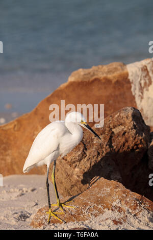 Snowy Egret Egretta thula Vogel jagt für Fische Stockfoto