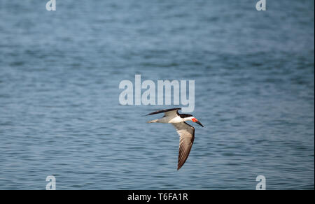 Herde der Schwarzen skimmer Seeschwalben Rynchops niger Stockfoto